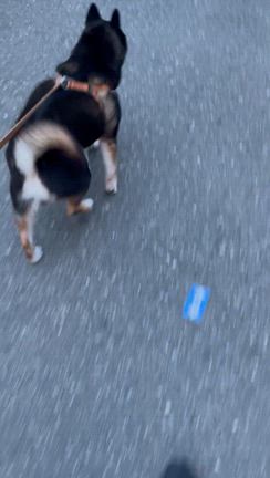 何故だか？モカびっこの記事動画