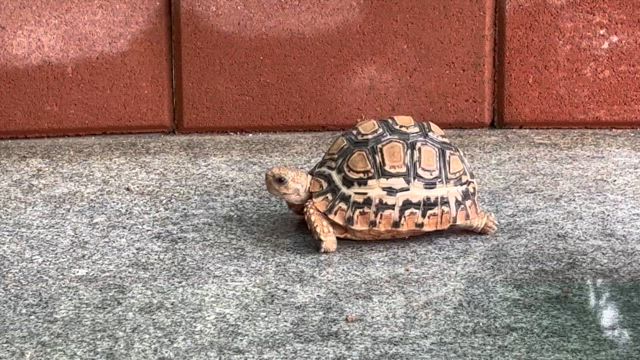 hideko。のつぶやき　《癒された〜》の記事動画