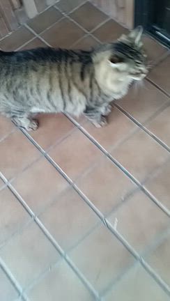 「正月休み」と「実家の猫」・・・「朝お菓子ガッツリ食い」生活で体重は低位への記事動画