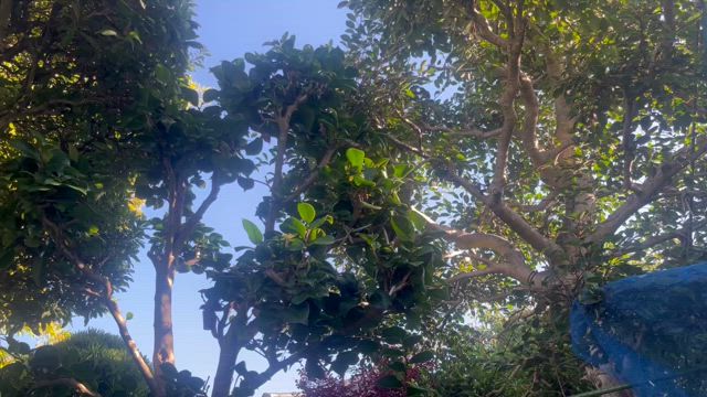 せみの記事動画