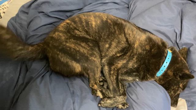 ココさんがの記事動画