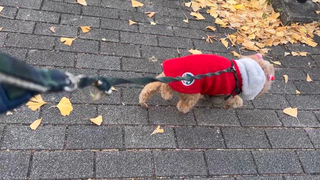 我が家は4わんの記事動画