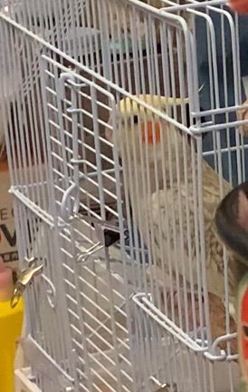 オカメインコメスの歌声の記事動画