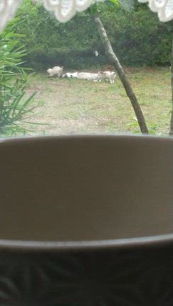 可愛い訪問者の記事動画