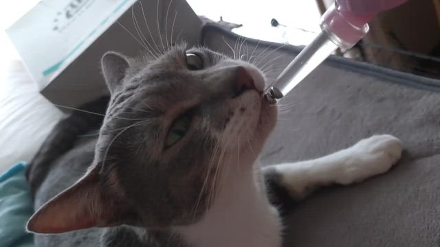 7月なのニャの記事動画