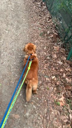 散歩の記事動画