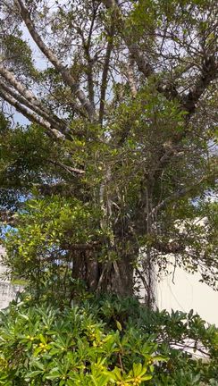 秋は誘惑がいっぱい＆古民家レストランではちきれそう　byぱきのの記事動画