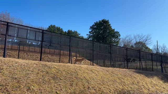 12.15 センターにいた犬たちの記事動画