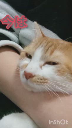 あっこのまぁるいお家〜カミングアウト〜飲み三昧の記事動画