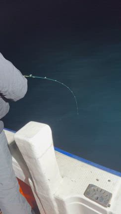 ヤリイカ調査行って来ましたよーの記事動画