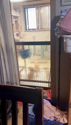 元気に走り回るの記事動画