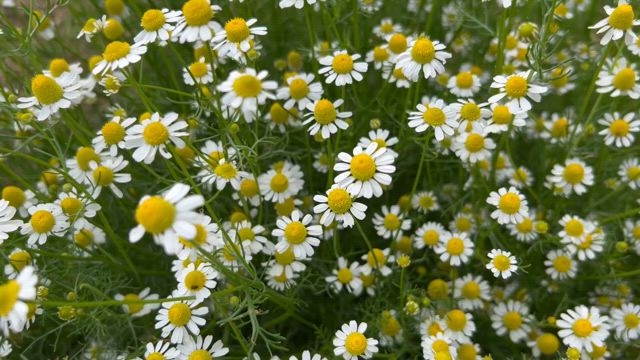 カモミールの花が満開を迎えていますの記事動画