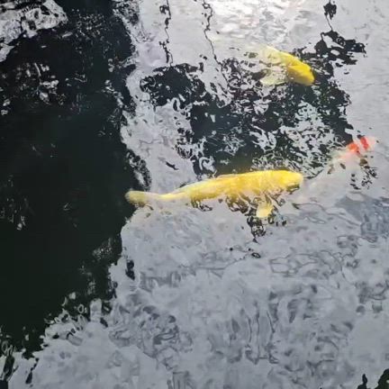 2025/07/19の記事動画