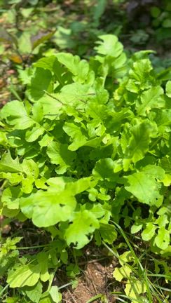 私の庭ですの記事動画