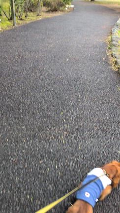 お散歩とお買い物の記事動画