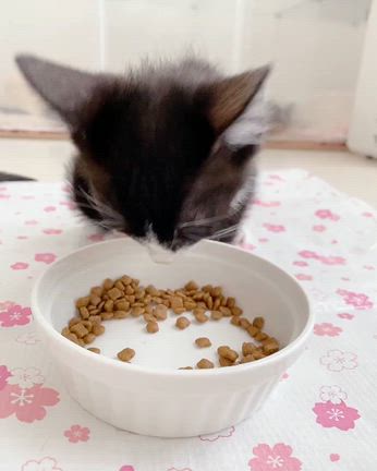 【里親様決定】黒白はちわれ子猫　パトラちゃんの記事動画