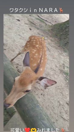 ♡夏の癒し旅♡2024はｉｎＮＡＲＡ♡の記事動画