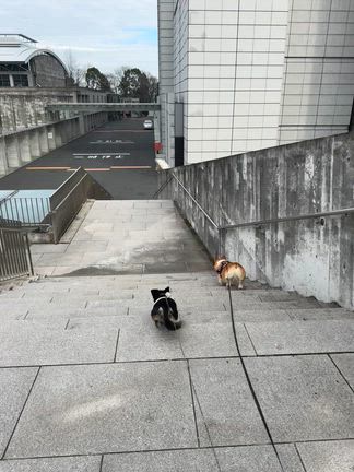 まぜそばな土曜日。ぐだぐだな日曜日の記事動画