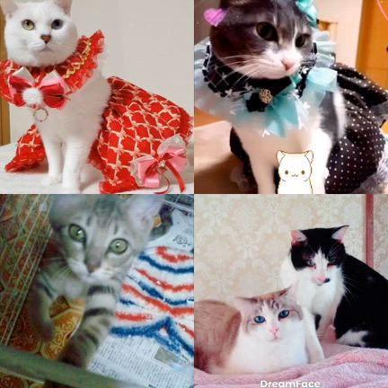 １月26日　しっぼの森で譲渡会❣️の記事動画