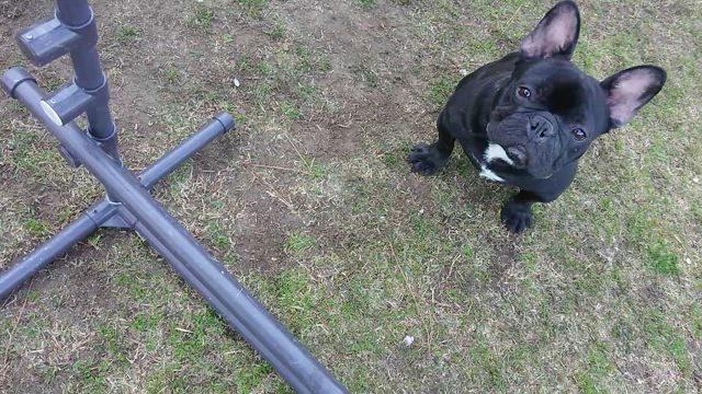 たぴ丸の6歳の誕生日、父の日、青いトマトの糠漬けの記事動画