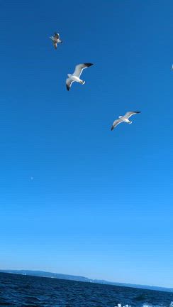 鴨下丸でタチウオ2025年ラスト2の記事動画