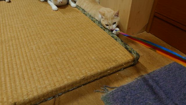 遊ぶのが大好きな元気な子達の記事動画