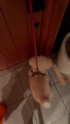 有り難うアグ丸さんの記事動画