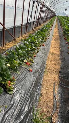 いちご農家になった姪夫婦❣️の記事動画