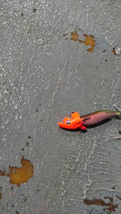 29㈮　ナイトティップラン便好調〜✨️の記事動画