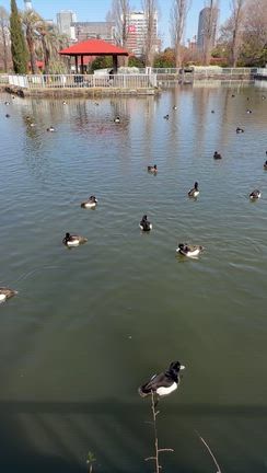 祝100羽　キンクロ祭〜舌平目のソテーの記事動画