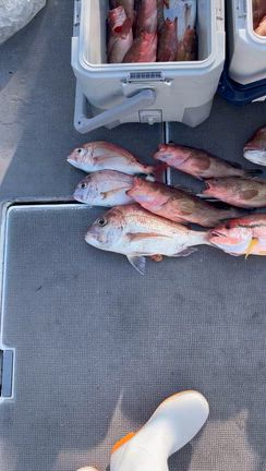 一つテンヤの記事動画