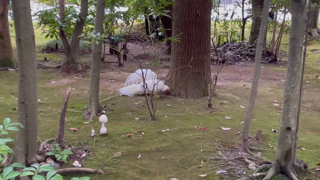 伊勢旅　外宮内宮の記事動画