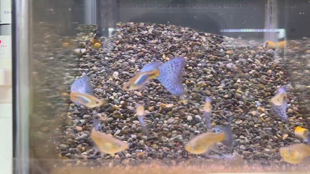 突然ですが。。の記事動画