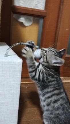 亭主は元気で留守がいい！の記事動画