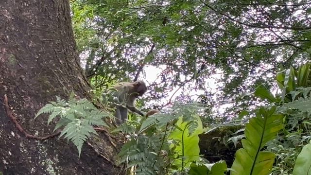 楽しい♡楽しい♡至福のシンガポールでの日常☆の記事動画