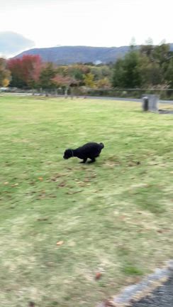 2ヶ月ぶり、山中湖の家。ネロと沢山遊んできたよの記事動画