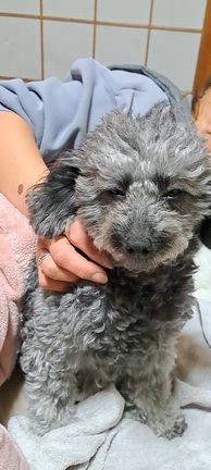 トイプードルのレーブちゃん　もうじきお産の記事動画