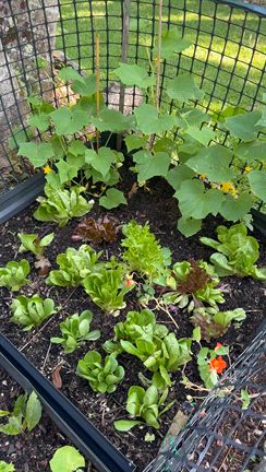 育てて、香って、癒される！ハーブのある暮らしの記事動画