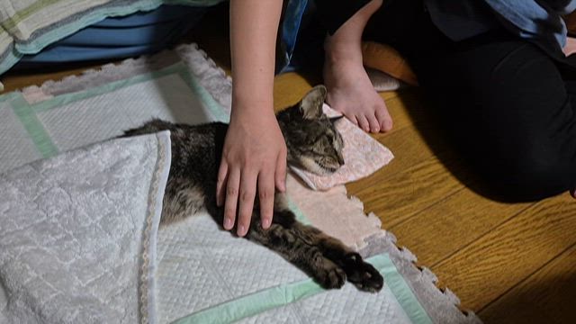 【ご報告】看板猫ちび虹の橋を渡りましたの記事動画