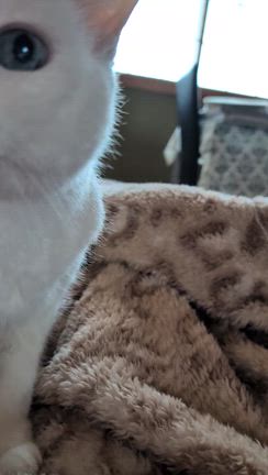 たまにはアンナの事もの記事動画