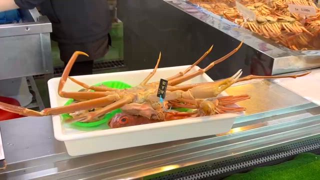 ズワイガニ解禁『割鮮しんとく』の記事動画