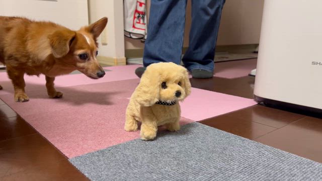 雨の日のまったりデーと強風のまったりデートの記事動画