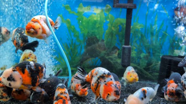 キャリコらんちゅう入荷の記事動画