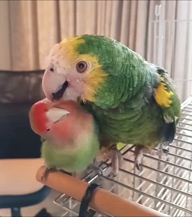 鳥達の近況の記事動画