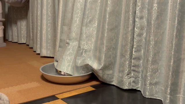 チャチャ様動画♡の記事動画