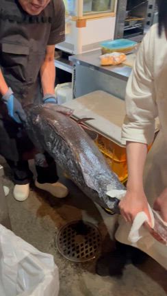 ４月２７日（日）☆巨大！釣りイシナギと程よいサイズのイサキ　ノンアルいろいろの記事動画