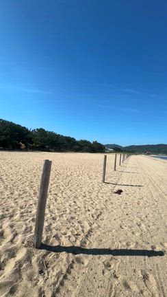 【淡路島・慶野松原】海水浴場１００選が貸切状態♡20年ぶりに海に入ったらまさかの独占でしたの記事動画