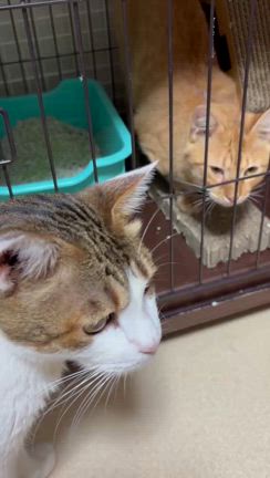 大人猫を保護しました。の記事動画