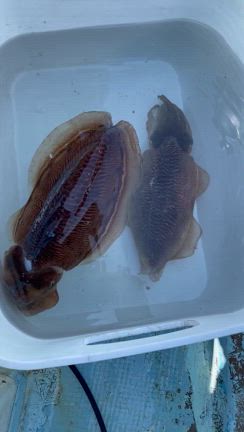 3月22日(金)『コウイカ釣り』釣果の記事動画