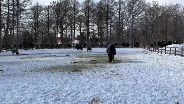 あしたanan？の記事動画